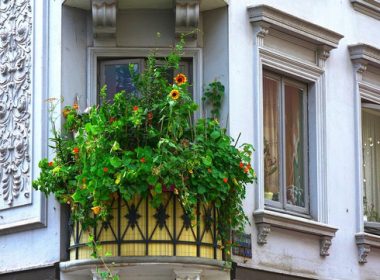 Jakie kwiaty pomarańczowe są dobre na balkon?